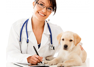 Международный день ветеринарного врача - 27 апреля