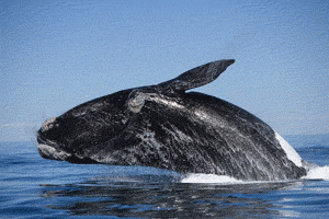 Всемирный день китов - 19 февраля