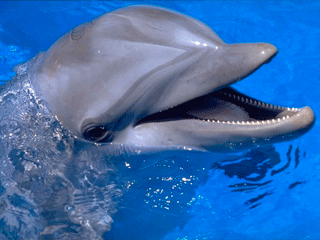 Всемирный день китов и дельфинов - 23 июля