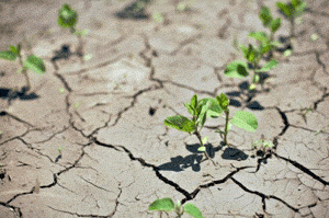 Всемирный день борьбы с опустыниванием и засухой - 17 июня